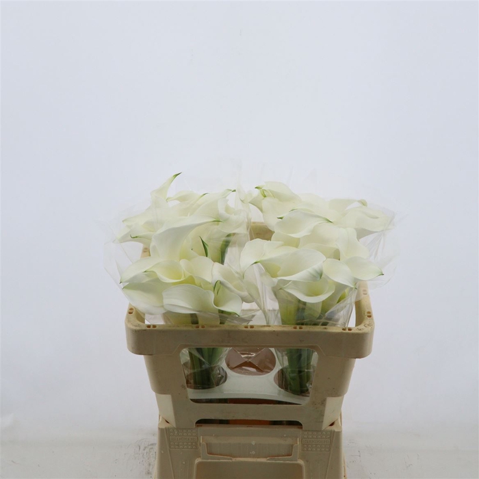 <h4>Calla White Mambo</h4>