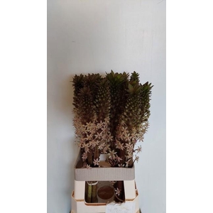 EUCOMIS OV