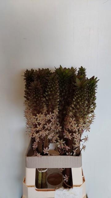 <h4>EUCOMIS OV</h4>