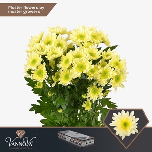Chrysanten Chr T Radost Cream