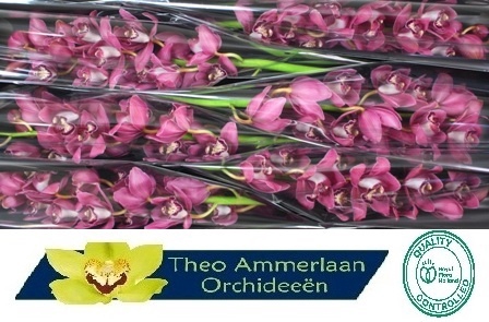 <h4>CYMB T PINKPOP</h4>