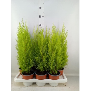 Cupressus macro. 'Goldcrest Wilma'