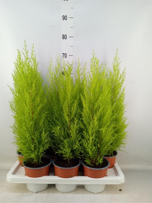 <h4>Cupressus macro. 'Goldcrest Wilma'</h4>