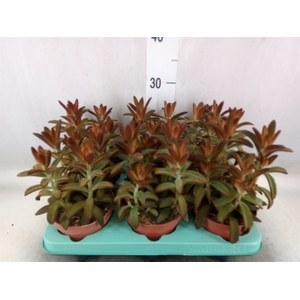 Kalanchoe NF tomentosa