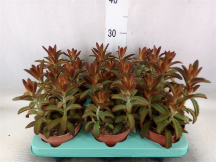 <h4>Kalanchoe NF tomentosa</h4>