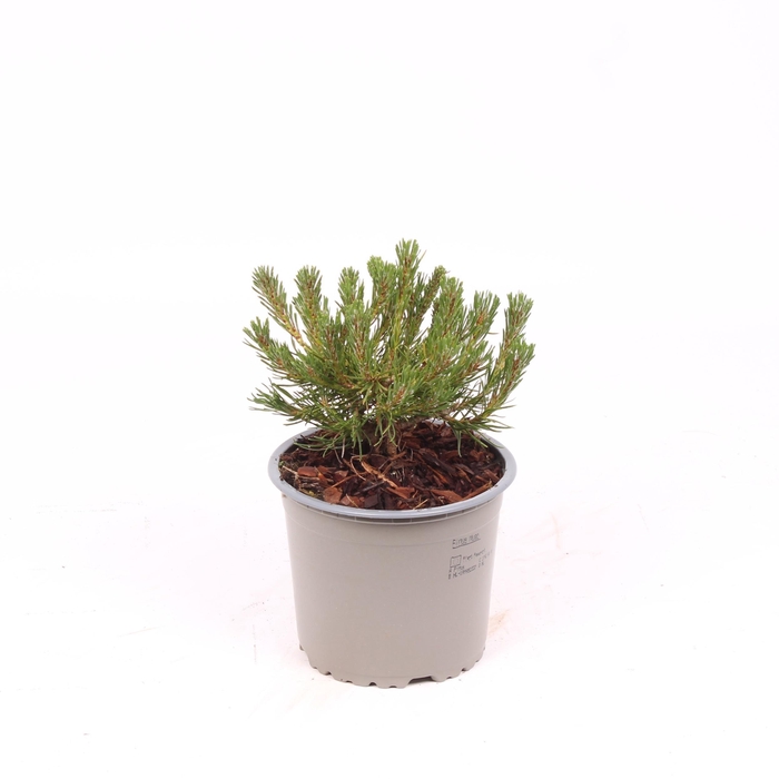 <h4>Pinus mugo pumilio</h4>