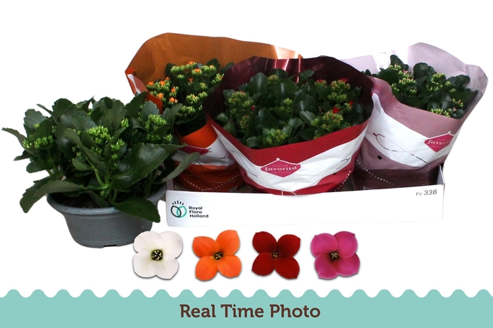 <h4>KAL EN GEM 4 KL</h4>