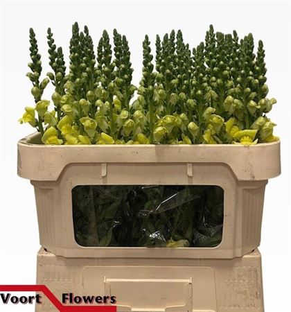 <h4>Antir Nantes Yellow</h4>