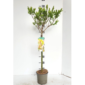 SALIX IN HAKURO NISH