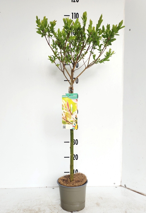 <h4>SALIX IN HAKURO NISH</h4>