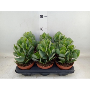 Crassula arborescens