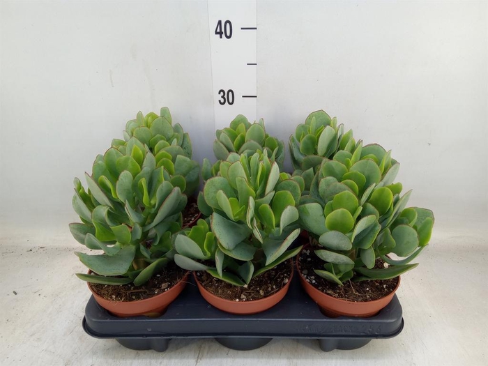 <h4>Crassula arborescens</h4>