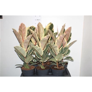Fic El Tineke ** Potm 17cm **