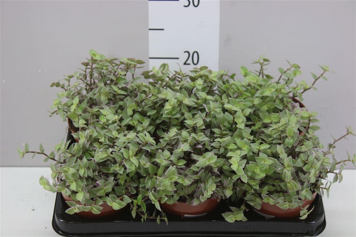 <h4>Callisia Repens Rosato</h4>