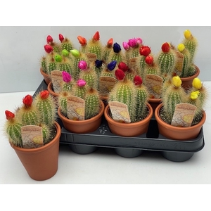 CACTUS VERSIERD