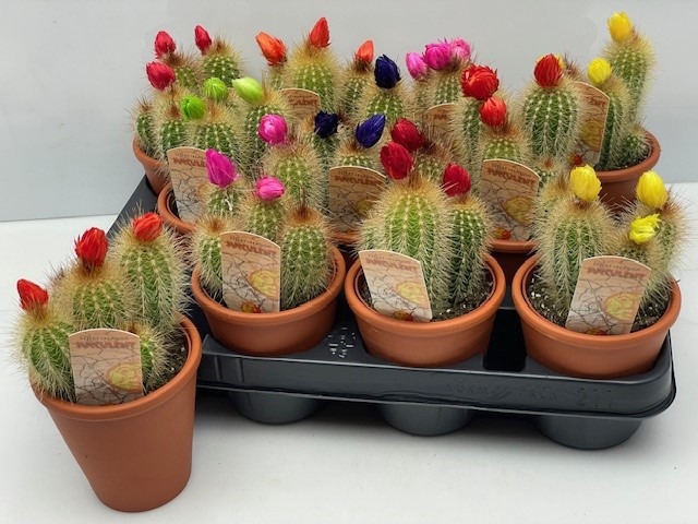 <h4>CACTUS VERSIERD</h4>