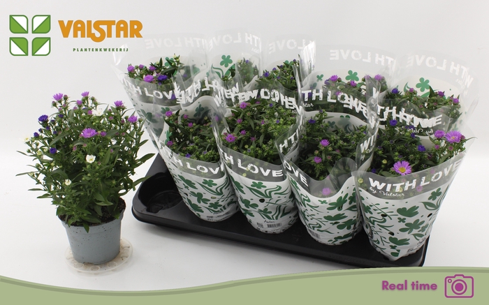 <h4>ASTER NB OV</h4>