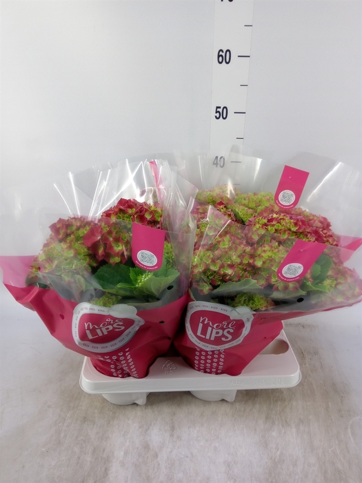 <h4>Hydrangea mac.   ...</h4>