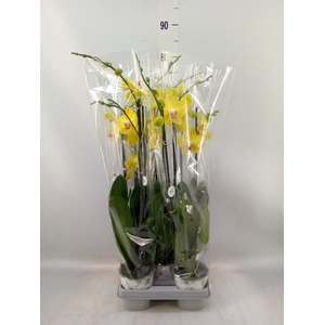 Phalaenopsis   ...yellow