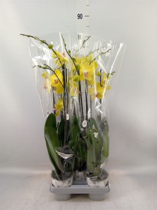 <h4>Phalaenopsis   ...yellow</h4>
