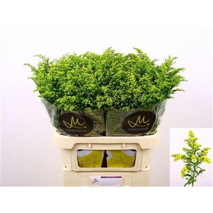 Solidago Carzan Glory