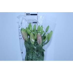 LIRIO TIRRENO 070 CM HT 3/5 FLS ROSA