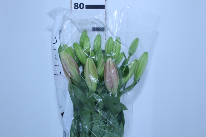 LIRIO TIRRENO 070 CM HT 3/5 FLS ROSA