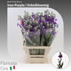 Matthiola Iron Purple