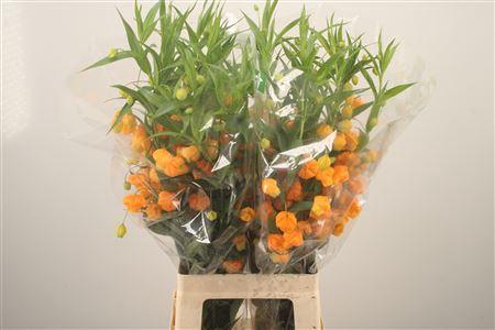 <h4>Sandersonia</h4>