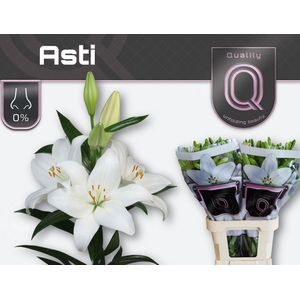 LI LA ASTI 5+