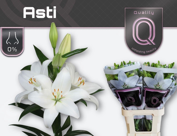 <h4>LI LA ASTI 5+</h4>