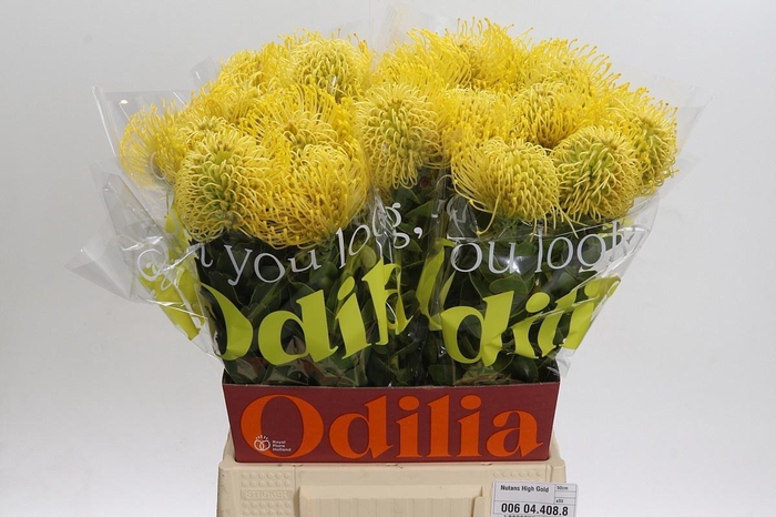 <h4>LEUCO CO HIGH GOLD</h4>