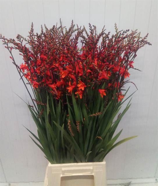 <h4>CROCOS RED KING</h4>