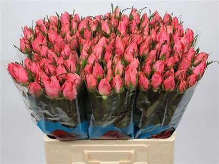 <h4>R Gr Ace Pink+</h4>