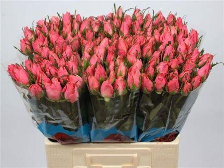 <h4>R Gr Ace Pink+</h4>