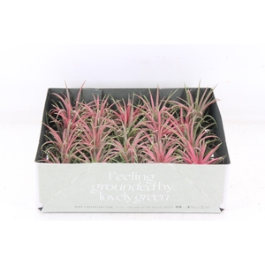 arr3 CP - Till. Ionantha rood x20
