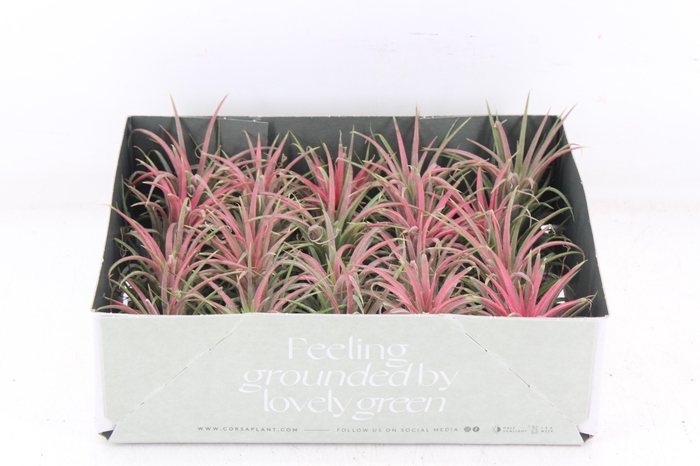 <h4>arr3 CP - Till. Ionantha rood x20</h4>
