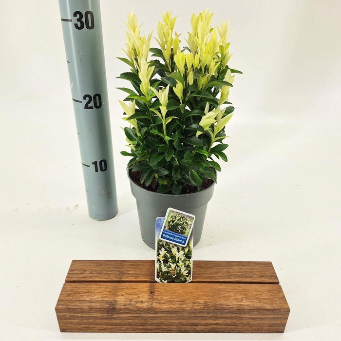 <h4>Euonymus Paloma Blanca</h4>