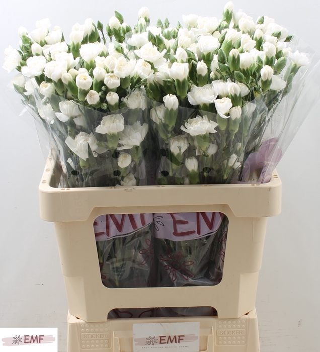 <h4>Di Tr Artic</h4>