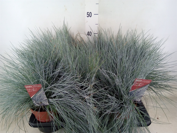 <h4>Festuca glauca 'Intens Blue'</h4>