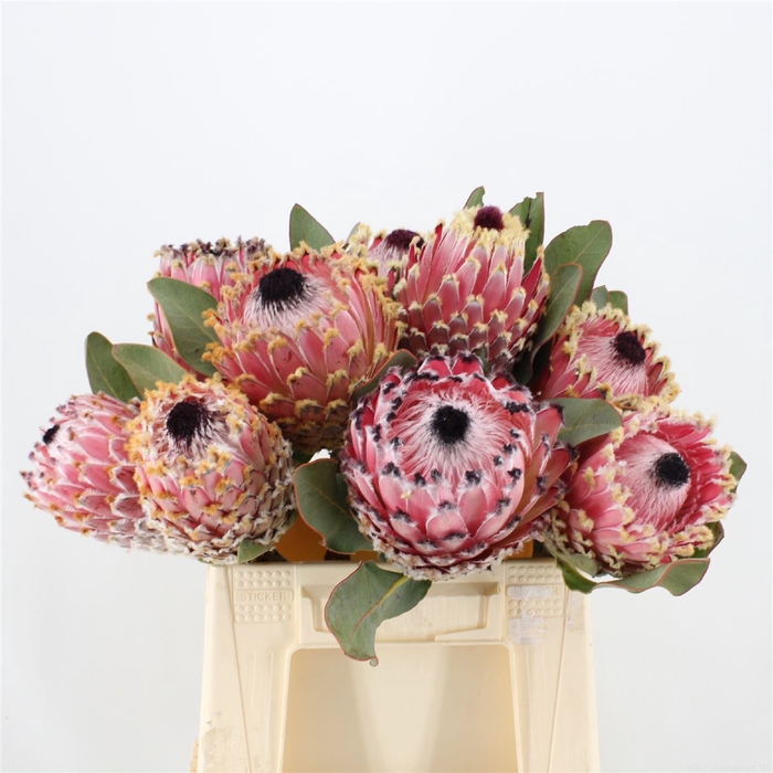 <h4>Protea Barbigera</h4>