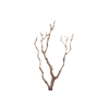 Syringa Branch Extra Maslanka