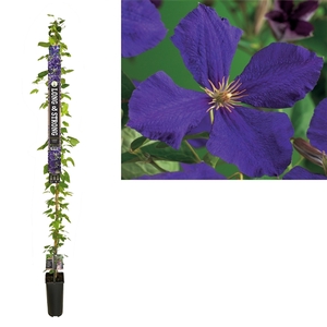 Clematis 'Jackmanii' +Long & strong label