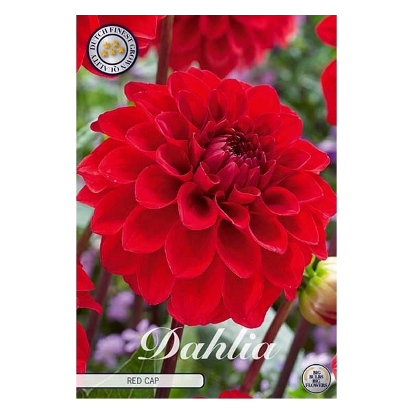 <h4>Dahlia Red Cap x1</h4>