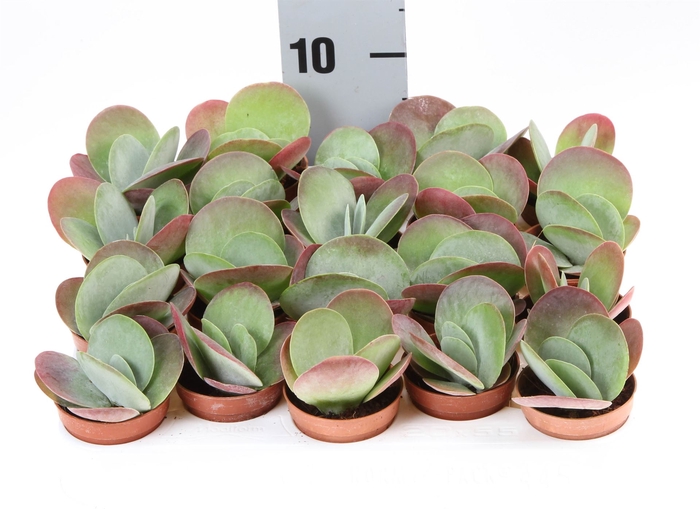 <h4>Kalanchoe NF thyrsiflora 'Red Lips'</h4>