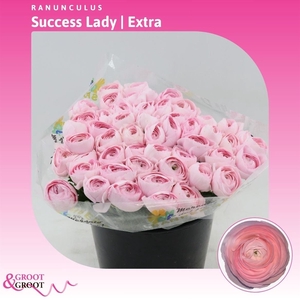 Ranunculus Success Lady | Extra