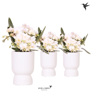 Kolibri Orchids Phalaenopsis Nazare 4 spike in Diabolo pot white