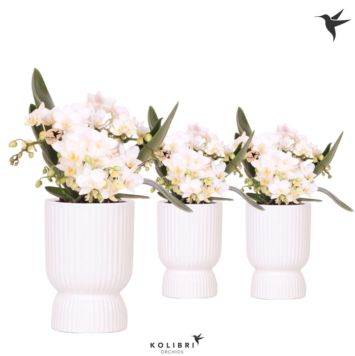 <h4>Kolibri Orchids Phalaenopsis Nazare 4 spike in Diabolo pot white</h4>