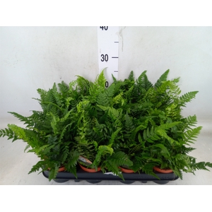 Polystichum tsussimense