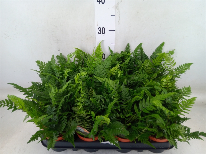 <h4>Polystichum tsussimense</h4>